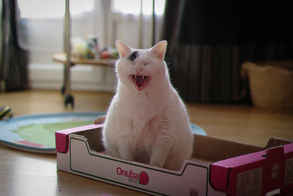 后备实力主要来自国内冠军俱乐部 Staouéli FT,冠军后卫